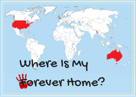 Where Is My Forever Home_