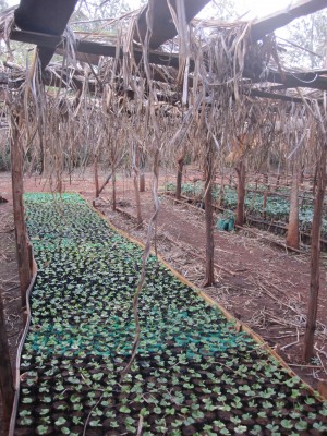 Farm in rural Kenya