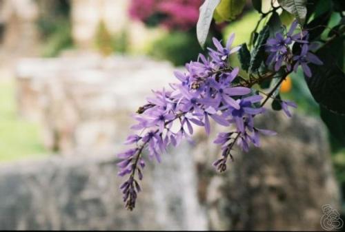 Flower- Antigua
