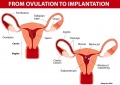 Ovulation to Implantation.jpg